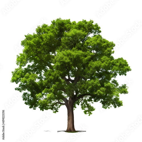 Beautiful big tree on transparent background PNG for decorating your landscape and nature projects.