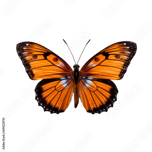 Graceful Butterfly in Isolated on Transparent Background © MdKamrul
