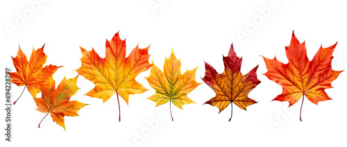 Colorful maple leaves that lie against a Transparent background.