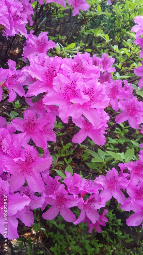 봄에 피는 아름다운 분홍 철쭉 - rhododendron, pink flowers