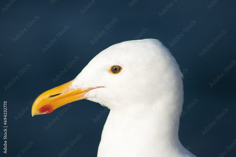 Seagull head close-up, orange beak detail. Seagull head close-up, orange beak detail.