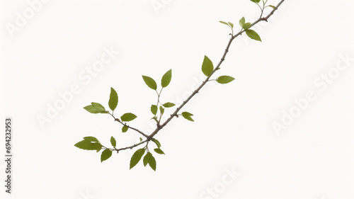 Pequeña rama de árbol con hojas verdes. Planta vectorial detallada, aislada sobre fondo blanco. photo
