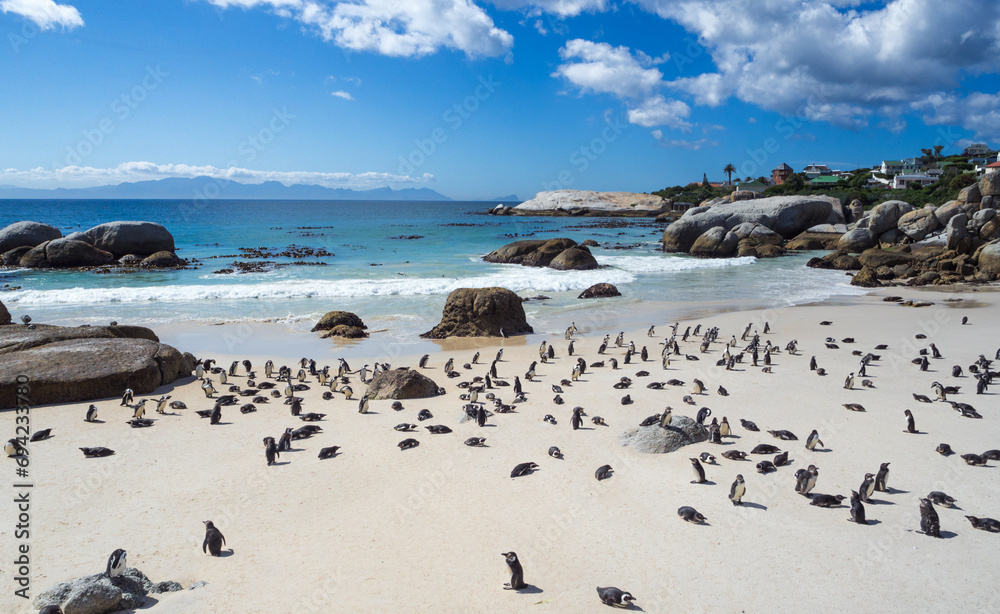 Fototapeta premium penguing on Boulders Beach, with scattered clouds in the sky, South Africa