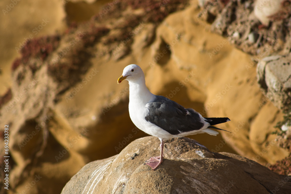 Seagull standing on rocks, coastal setting. Seagull standing on rocks, coastal setting.
