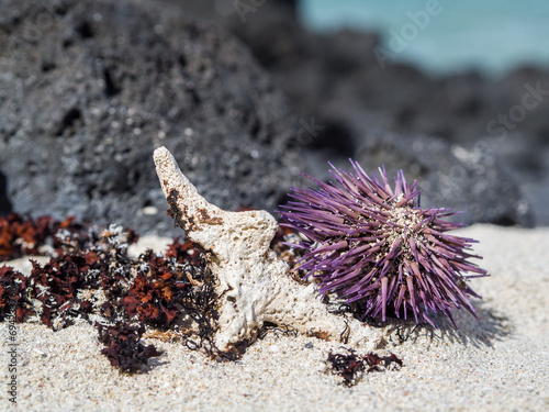 dry sea urchin and starfish on the beach, vulcanic rocks in the background photo