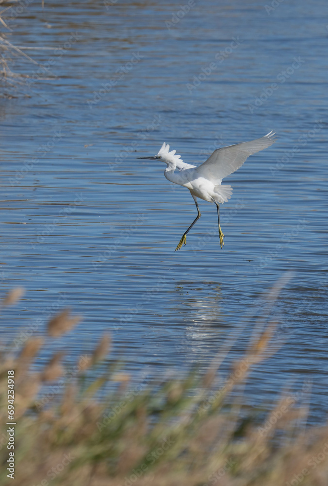 Little egret flying over the marsh Little egret flying over the marsh