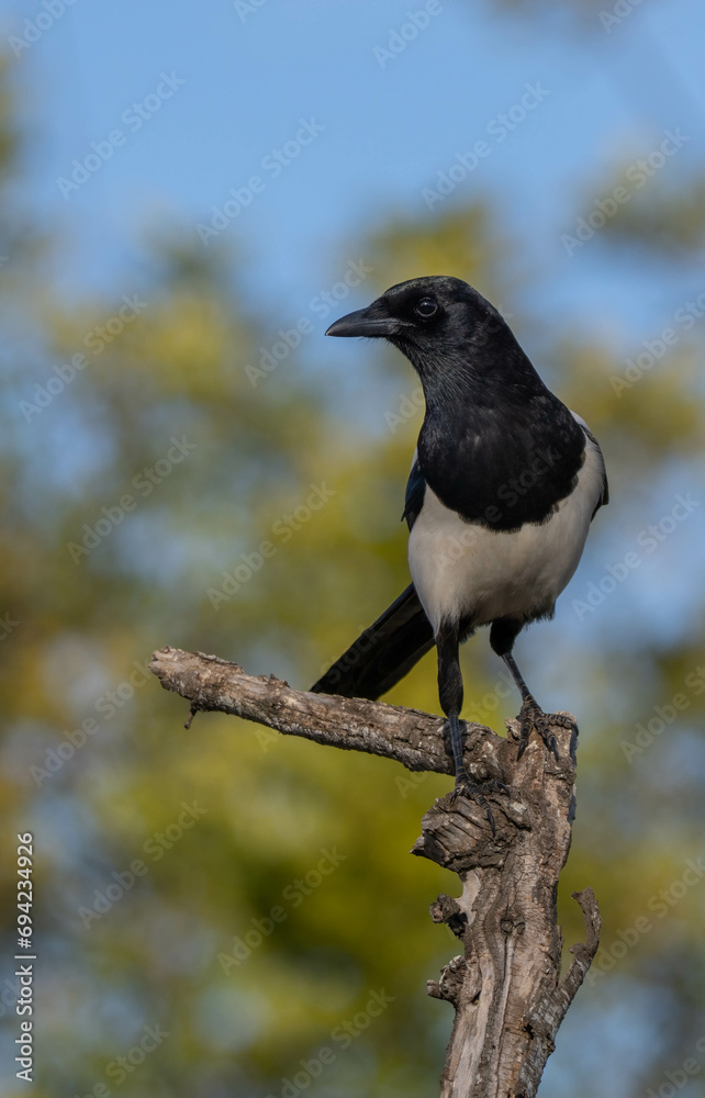 The eurasian magpie in the tree	