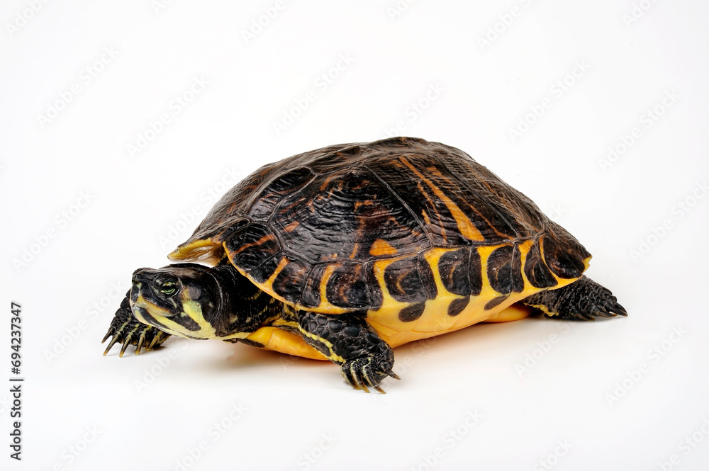 Obraz premium Gelbwangen-Schmuckschildkröte - Weibchen // Yellow-bellied slider - female (Trachemys scripta scripta) 