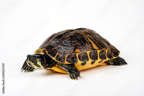 Gelbwangen-Schmuckschildkröte - Weibchen // Yellow-bellied slider - female (Trachemys scripta scripta)  photo