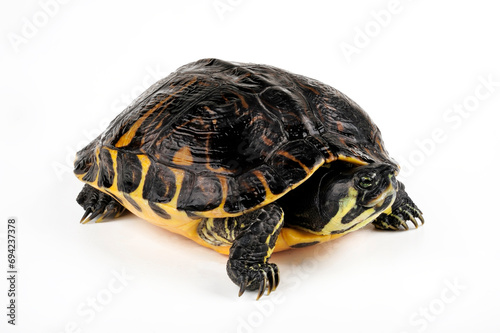 Gelbwangen-Schmuckschildkröte - Weibchen // Yellow-bellied slider - female (Trachemys scripta scripta)  photo