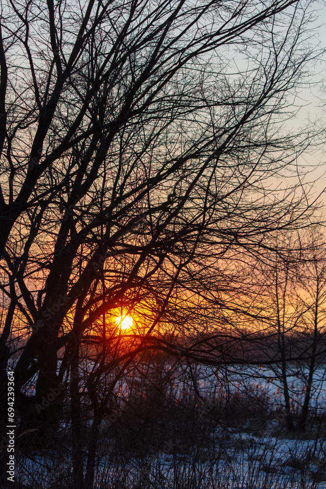 Bare tree branches at sunset in winter