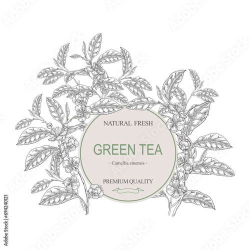 Round frame with tea plant. Hand drawn Camellia sinensis. Green tea leaves and flowers. Vector illustration botanical. Black and white engraving style.