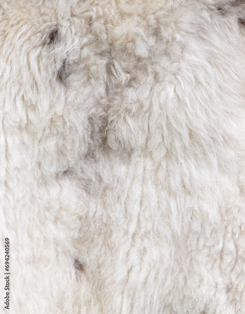 White sheep wool as an abstract background. Texture White sheep wool as an abstract background. Texture