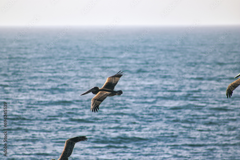 Fototapeta premium Pelicans soaring over a vast ocean.