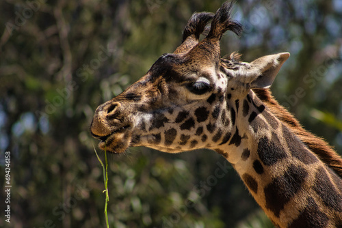 Giraffe munching on grass, close-up view. © Jake