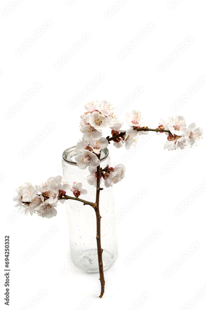 Blooming tree branch on a white background, branch with white flowers on a white background Blooming tree branch on a white background, branch with white flowers on a white background