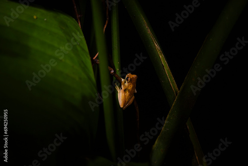 Rana clessidra gialla di notte photo