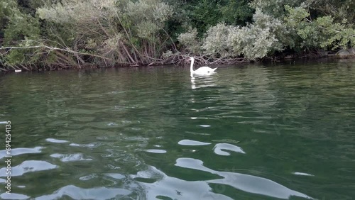 Kayak pov view of an elegant white swan swimming in lake water