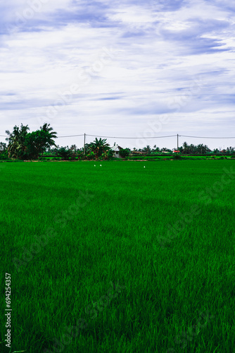Beautiful view of green paddy fields in the village. © ellinnur
