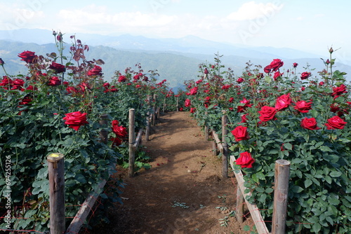 rose garden