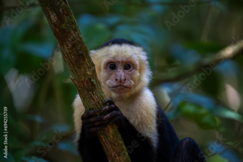 ritratto scimmia cappuccino faccia bianca
 photo