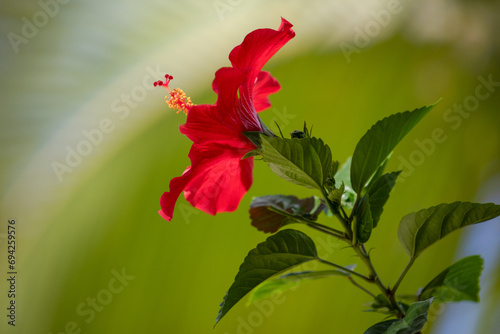 Red Hibiscus flower with green background