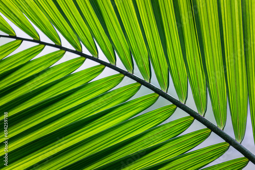Green palm tree leaf detail photo