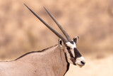 South African oryx (Oryx gazella) (Gemsbok) near Twee Rivieren in the Kgalagadi Transfrontier Park in the Kalahari