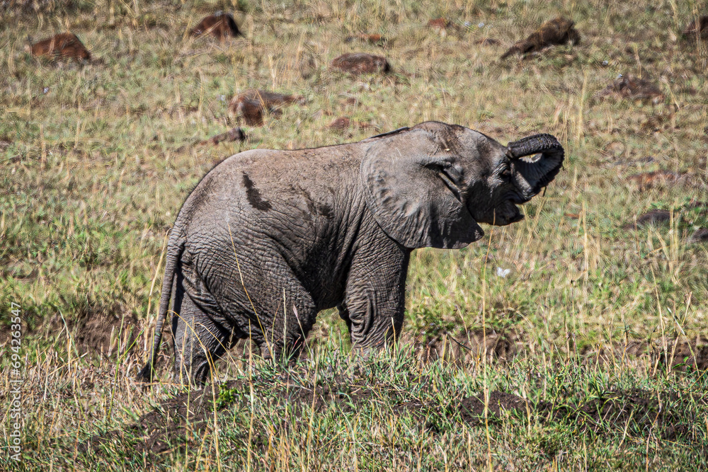 Fototapeta premium Elephant