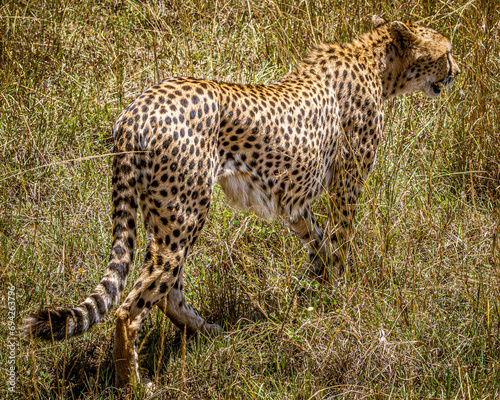 Cheetah