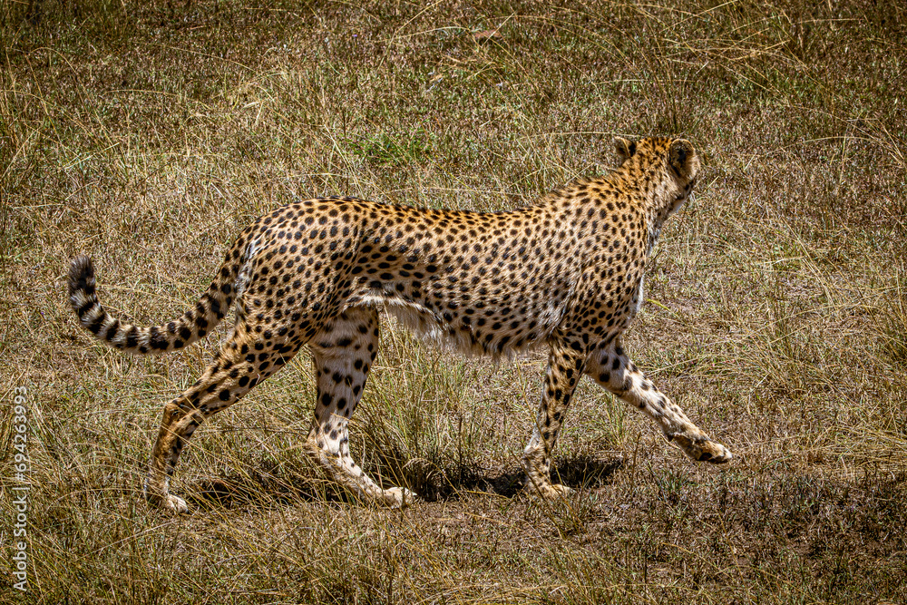Fototapeta premium cheetah