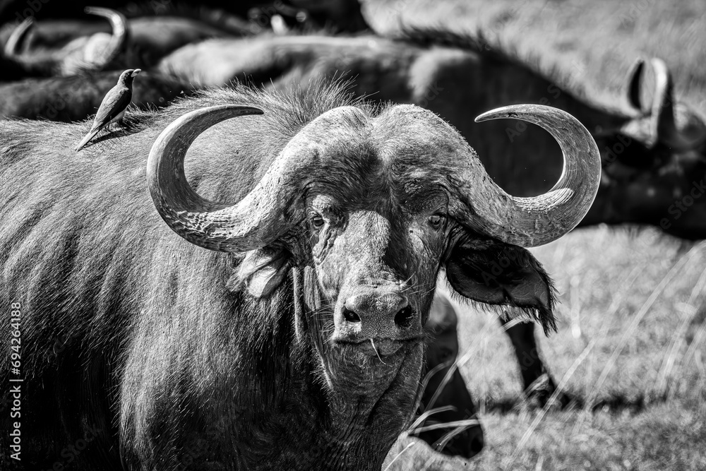 Naklejka premium Buffalo