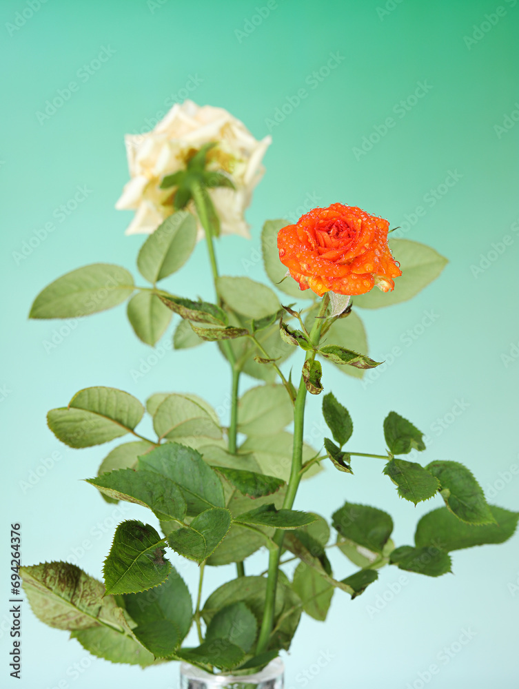 Spring flowers roses