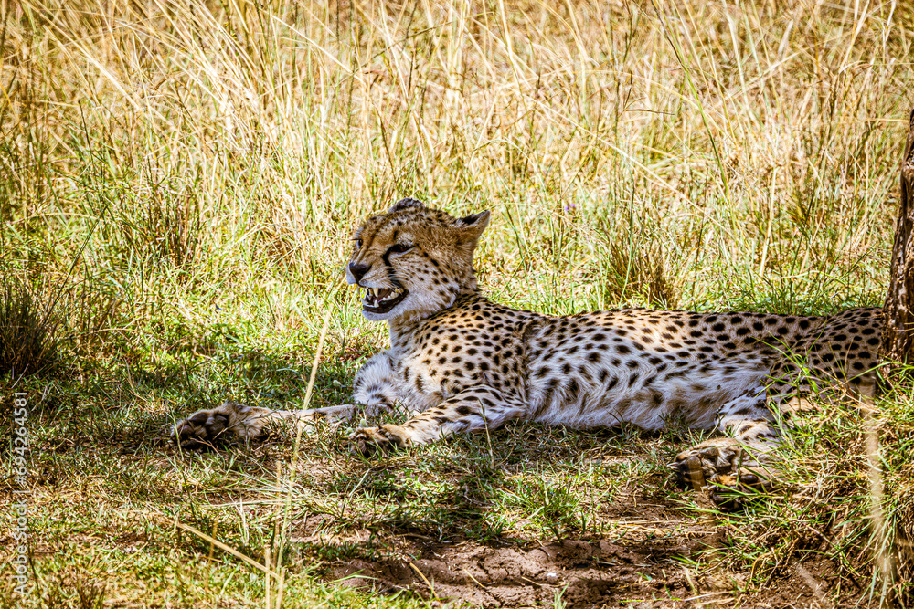 Fototapeta premium cheetah