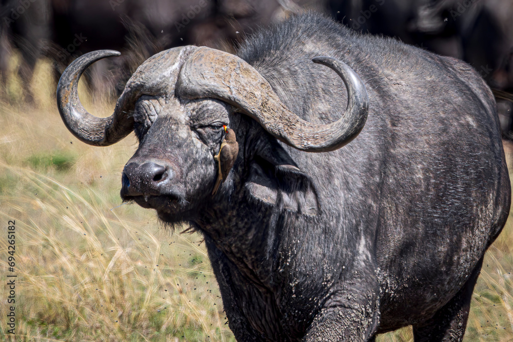 Obraz premium buffalo