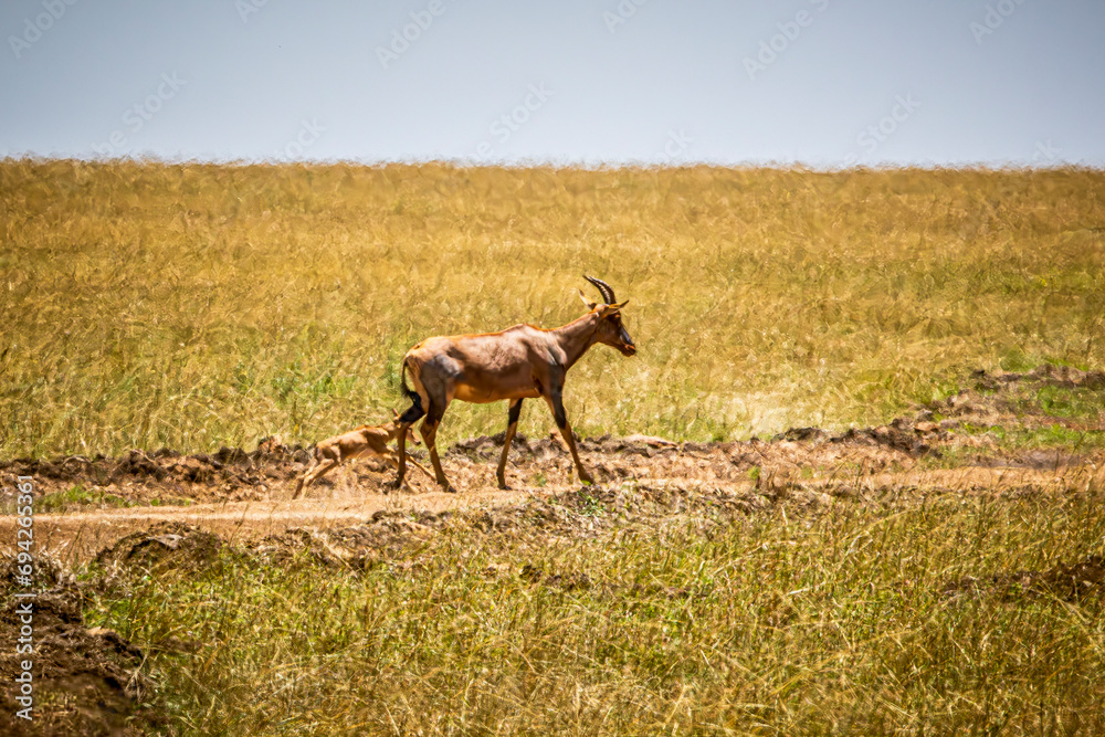 wildlife in the savannah wildlife in the savannah