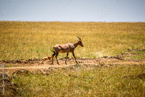 wildlife in the savannah