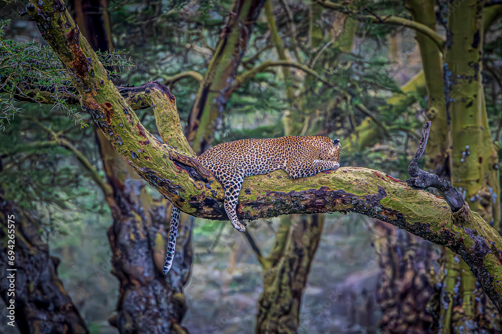 Obraz premium leopard resting on a branch