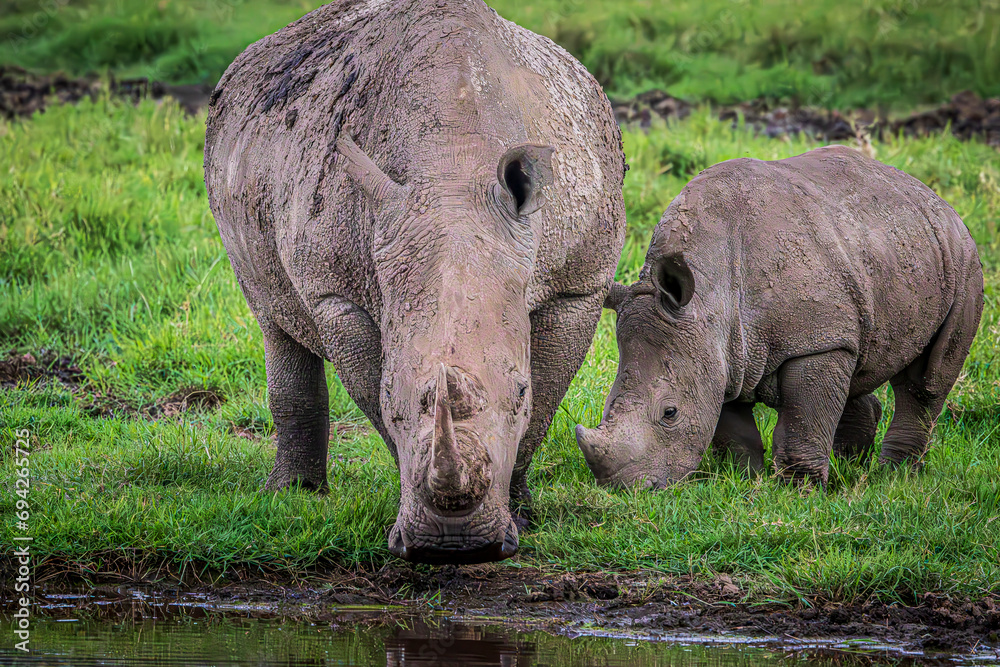 Fototapeta premium rhino