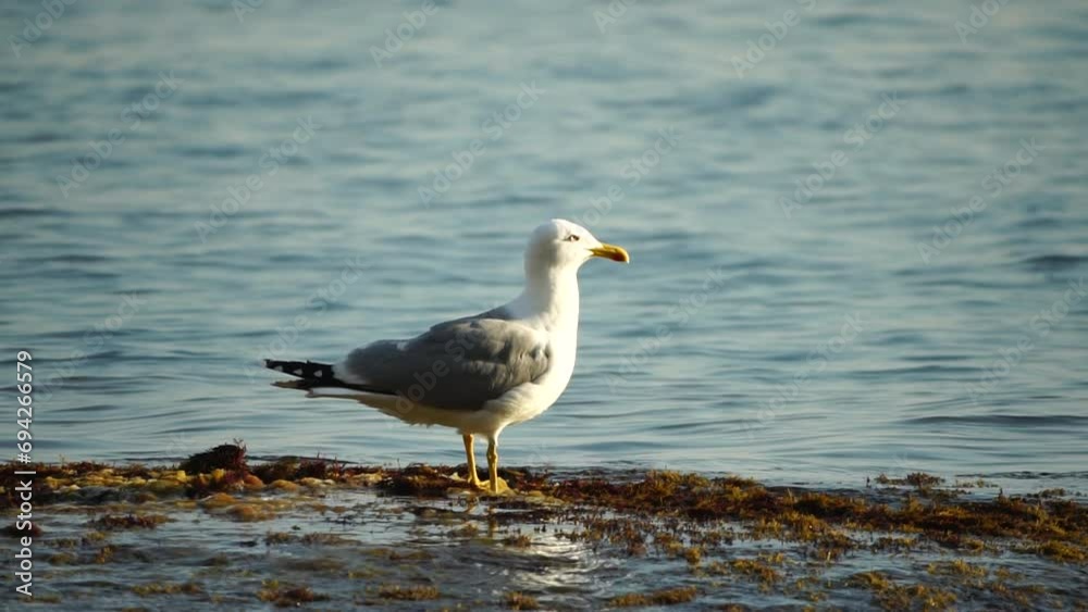 Slow motion close-up shot of a seagull on the rock against calm sea. Bird looking around and cleans its feathers, waiting for a prey and flies to catch a fish. No people. Slow motion Slow motion close-up shot of a seagull on the rock against calm sea. Bird looking around and cleans its feathers, waiting for a prey and flies to catch a fish. No people. Slow motion