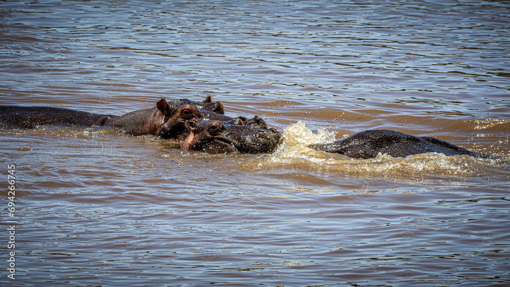 Fototapeta premium wildlife in the savannah