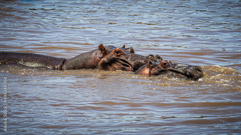Fototapeta premium wildlife in the savannah
