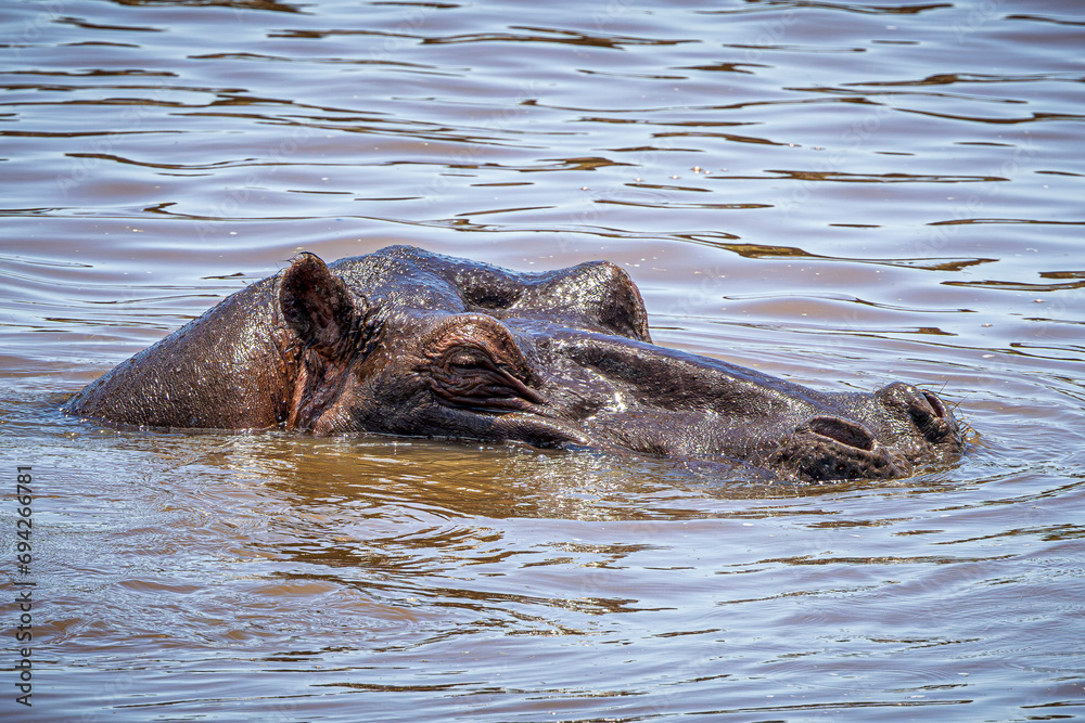 Fototapeta premium wildlife in the savannah