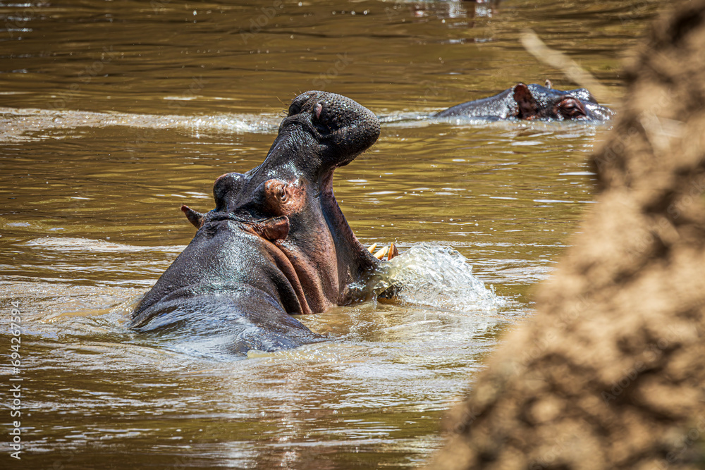 Fototapeta premium hippopotamus