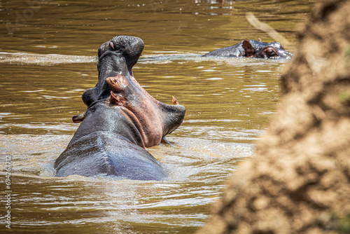 hippopotamus © Alvaro