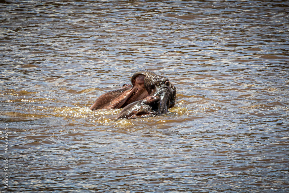 Fototapeta premium wildlife in the savannah