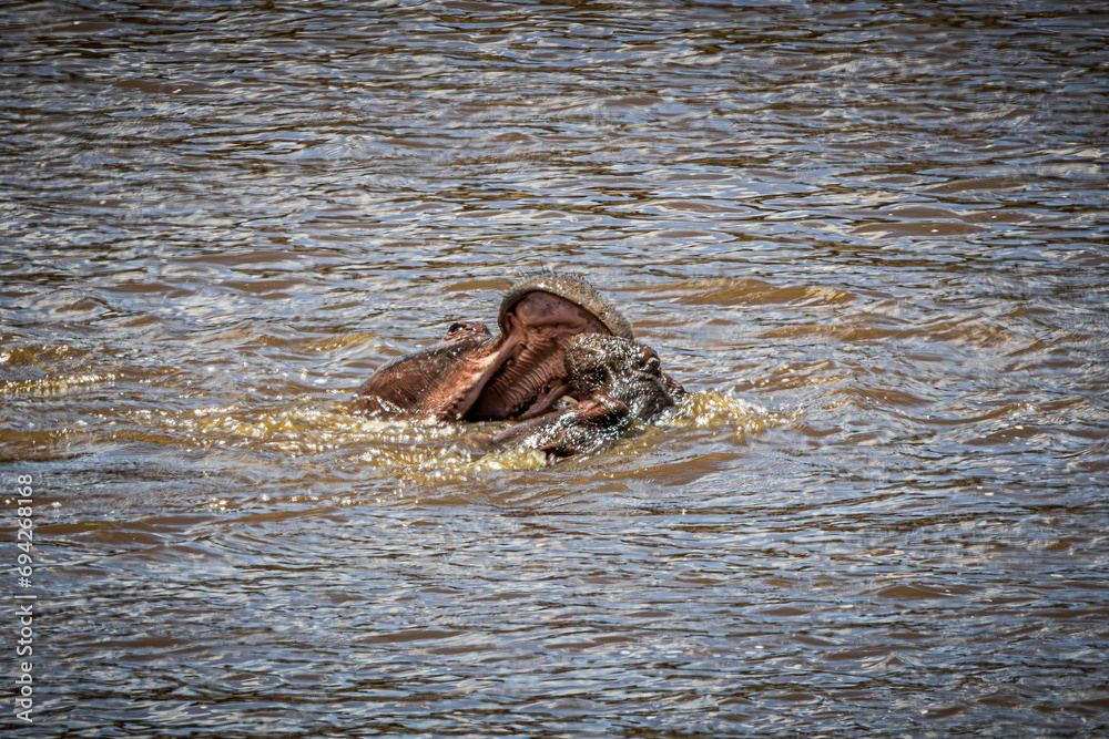Fototapeta premium wildlife in the savannah