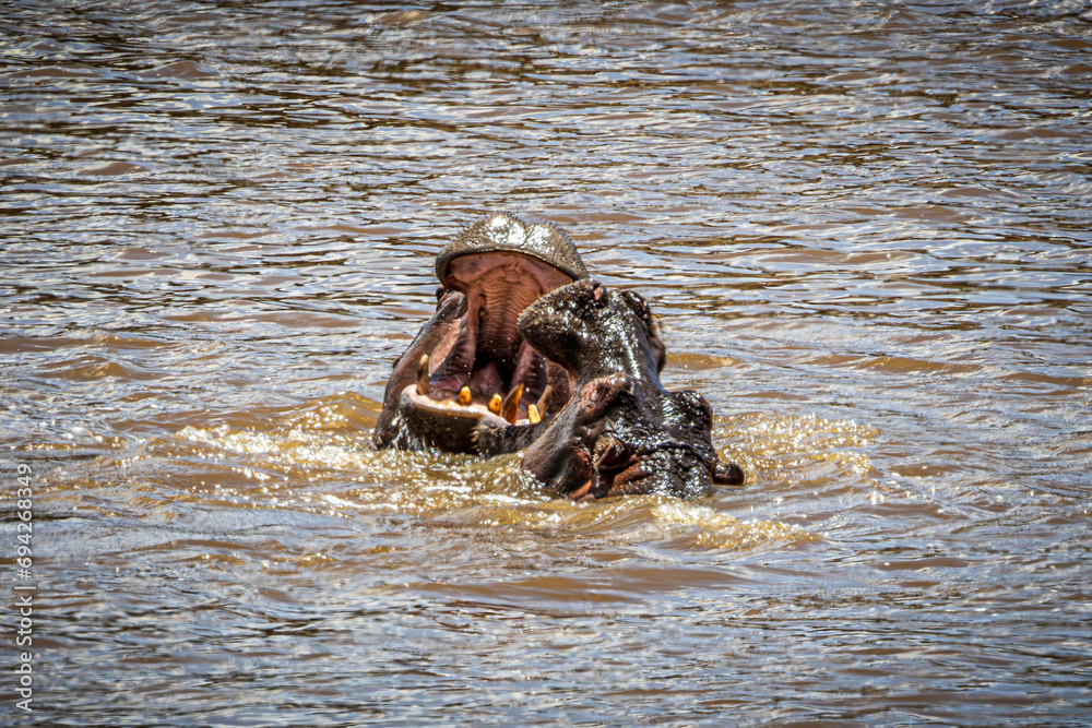 Fototapeta premium hippos