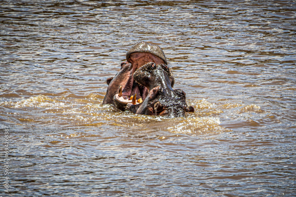 Fototapeta premium hippos