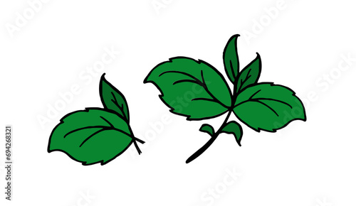 Basil branch for restaurant menus Vector illustration hand drawn